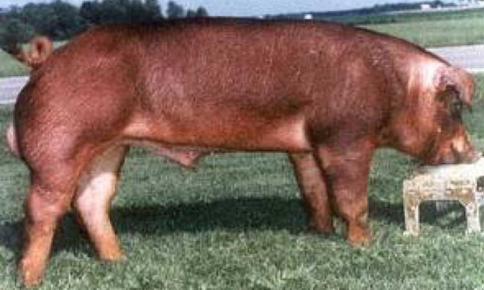 duroc