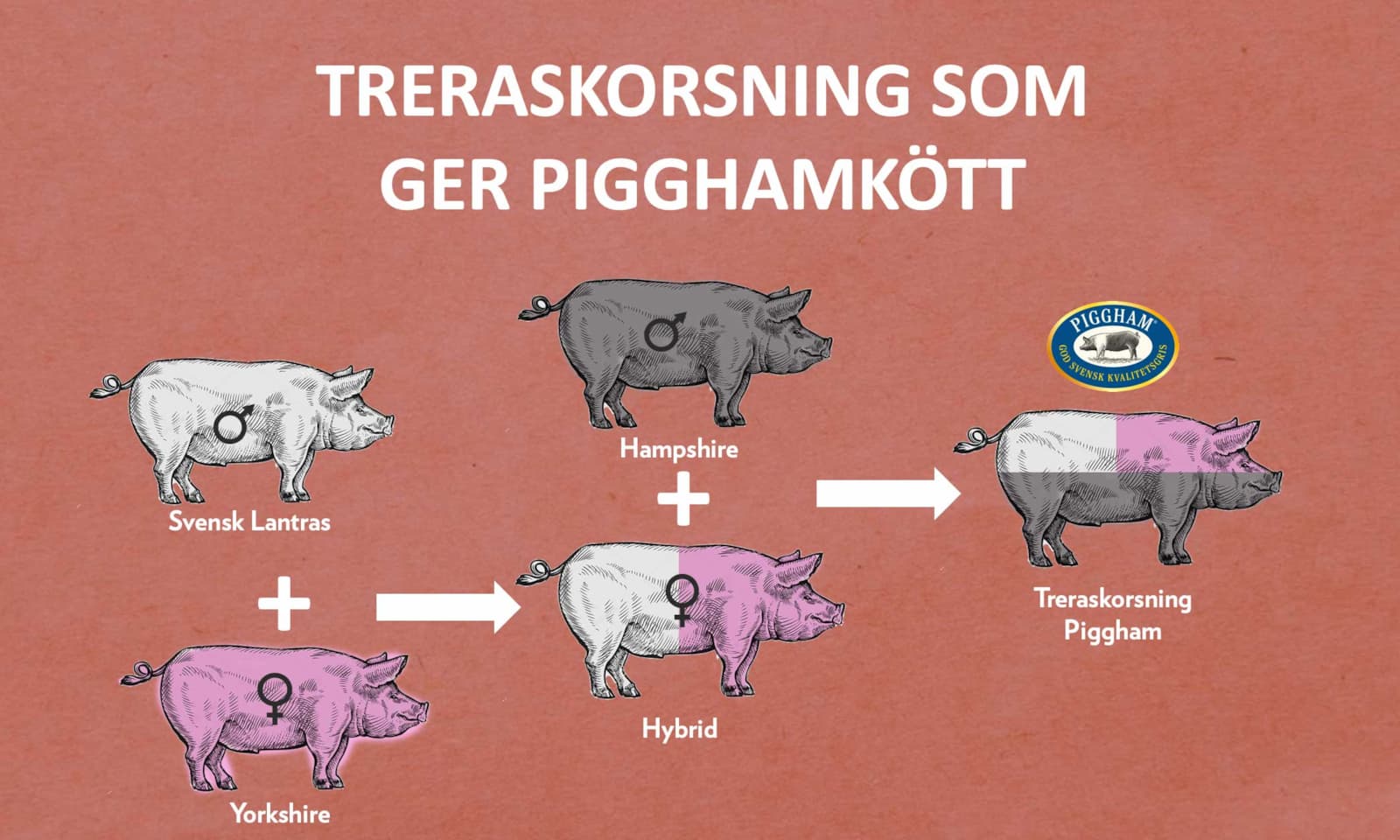 treraskorsning piggham